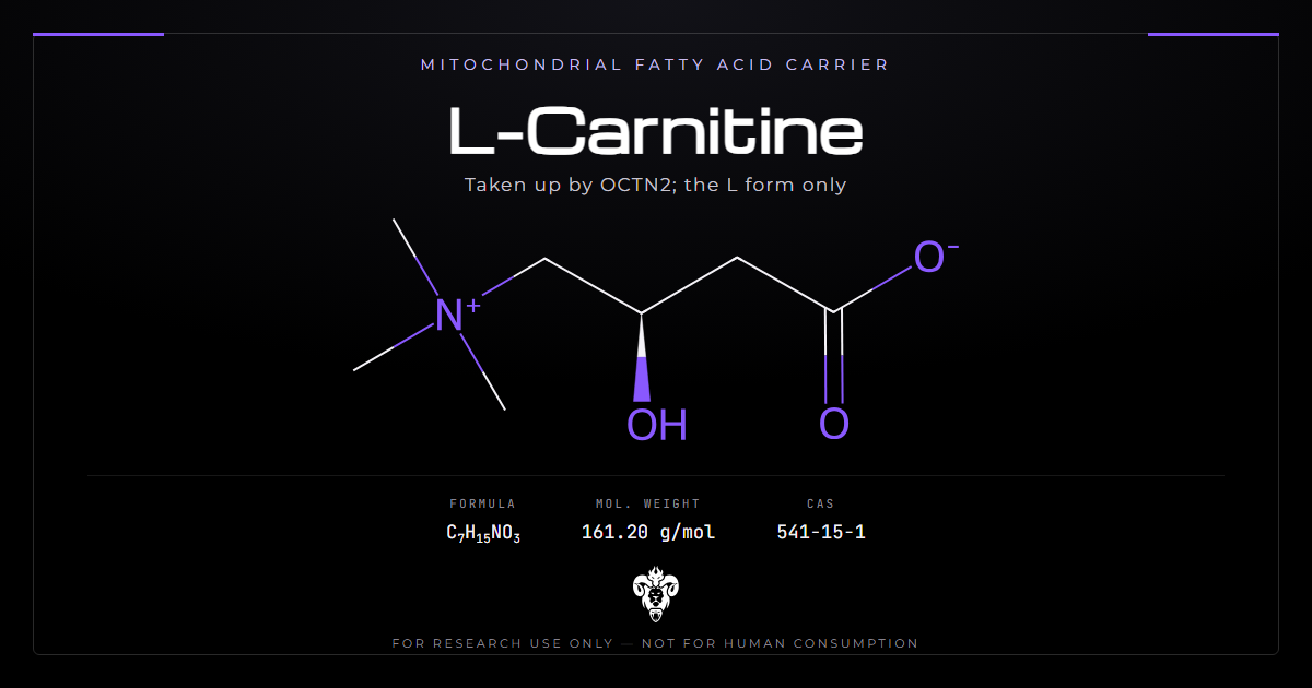 L-Carnitine cover, the fatty acid carrier and its identity data